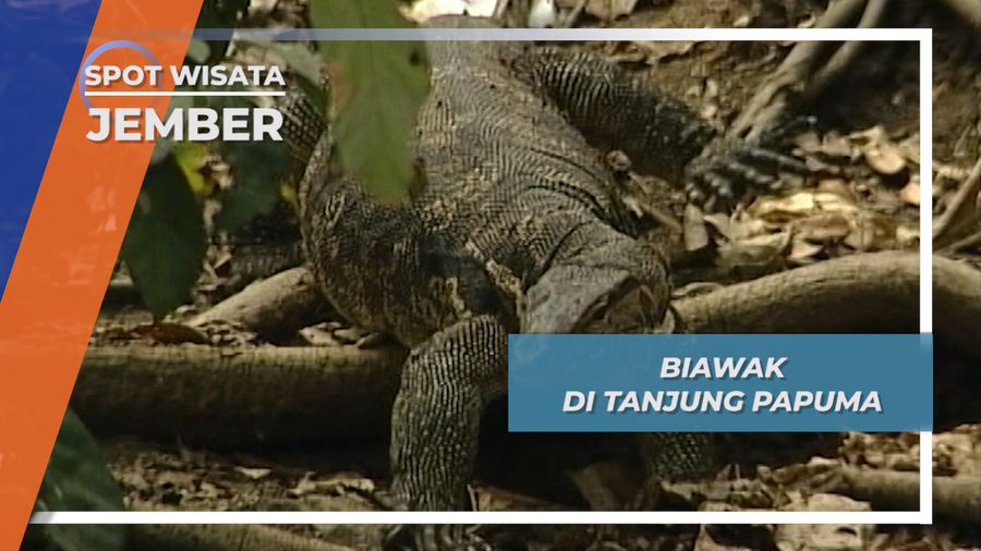 Biawak-Biawak Besar Tanjung Papuma Jember