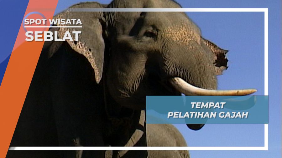 Hutan Konservasi Seblat, Pusat Pelatihan Gajah Sejak 1992 Bengkulu Utara