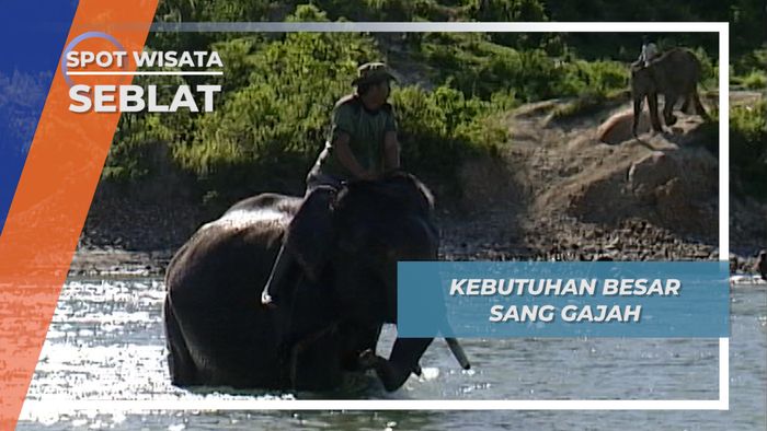 Cemilan Malam Gajah Sumatera di Hutan Konservasi Seblat Bengkulu