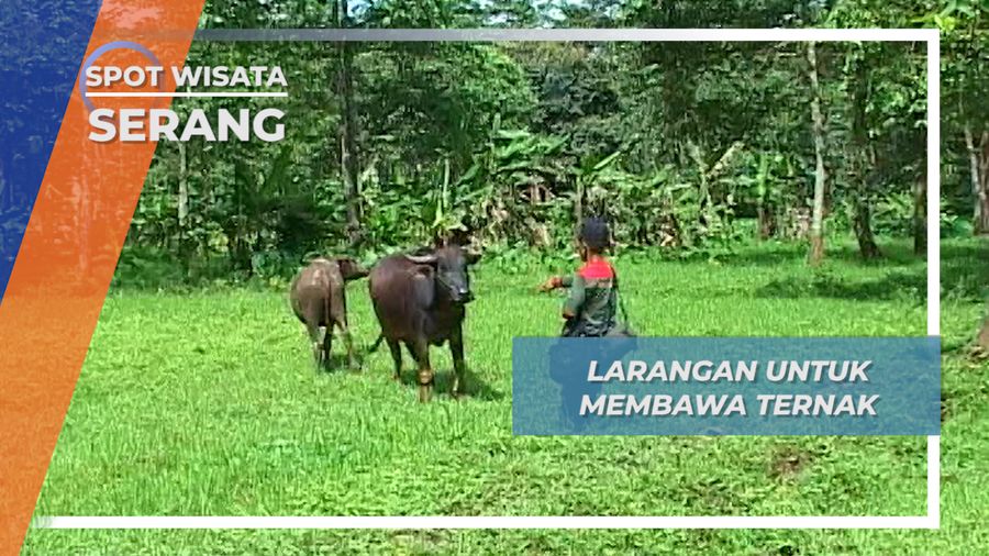 Berpatroli Menjaga Wilayah Cagar Alam, Serang, Banten