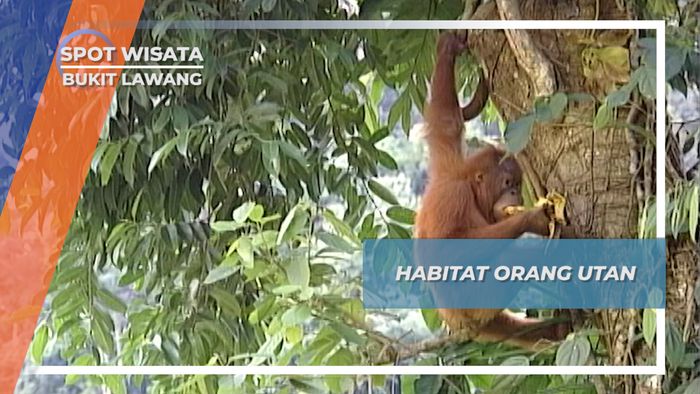 Menengok Habitat Alami Orang Utan yang Terancam Punah, Bukit Lawang, Sumatera Utara