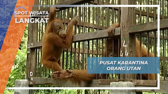 Mengunjungi Pusat Karantina Orang Utan, Langkat, Sumatera Utara