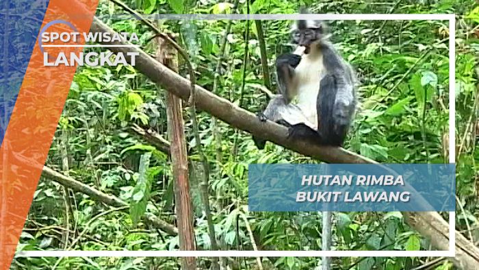Kekayaan Flora dan Fauna di Hutan Rimba Bukit Lawang, Langkat, Sumatera Utara