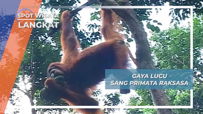 Gaya Lucu Sang Primata Raksasa, Langkat, Sumatera Utara
