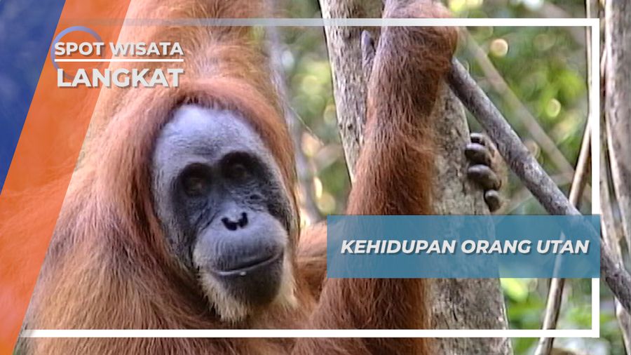 Makan Buah Beserta Kulit dan Bijinya, Cara Makan Unik Orang Utan Sumatera