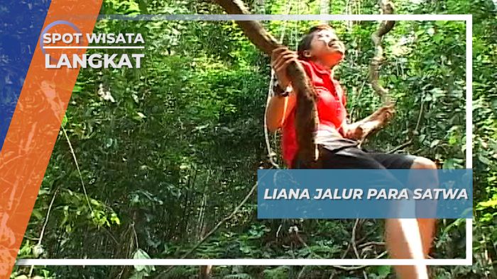 Liana, Jalur Para Satwa Untuk Menghindari Bahaya, Langkat, Sumatera Utara