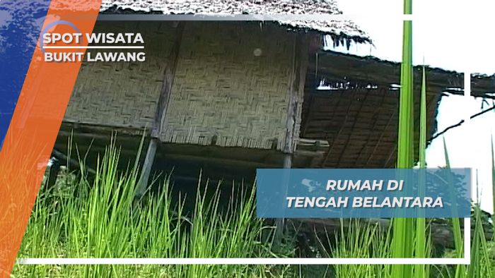 Menengok Rumah di Tengah Hutan Belantara, Bukit Lawang, Sumatera Utara