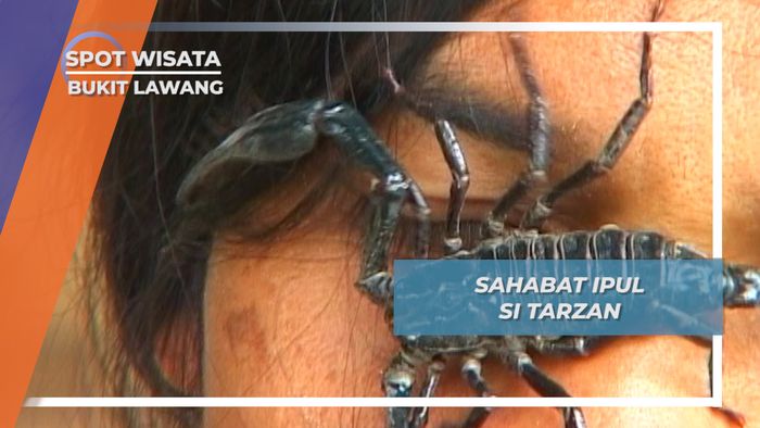 Kalajengking, Sahabat Ipul Si Tarzan, Bukit Lawang, Sumatera Utara