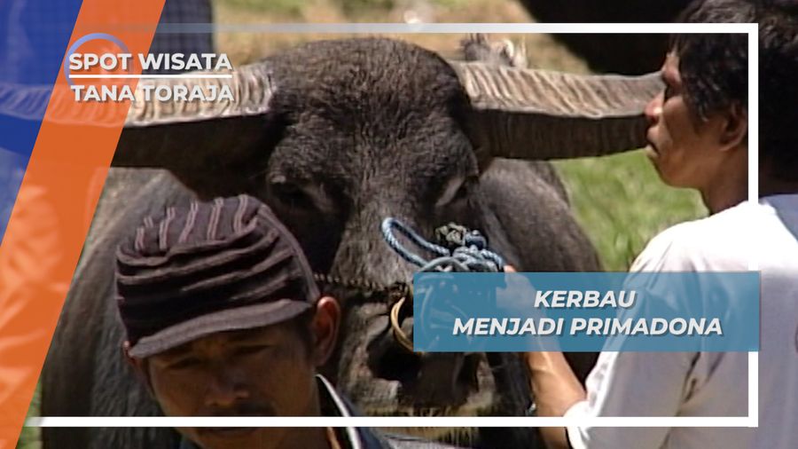 Kerbau, Hewan Primadona Masyarakat Tana Toraja, Sulawesi Selatan
