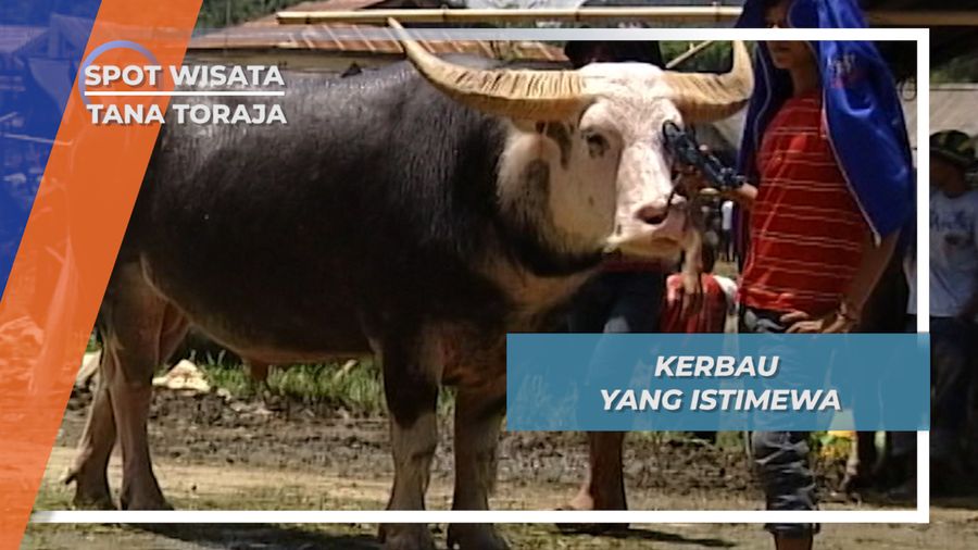 Tedong Saleko, Kerbau Belang Tana Toraja Yang Berharga Fantastis