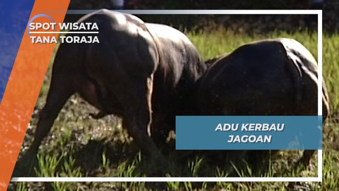 Adu Saling Tanduk Kerbau Jagoan,  Kegembiraan Tana Toraja
