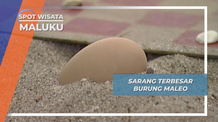 Desa Kailolo, Sarang Terbesar Burung Maleo, Maluku