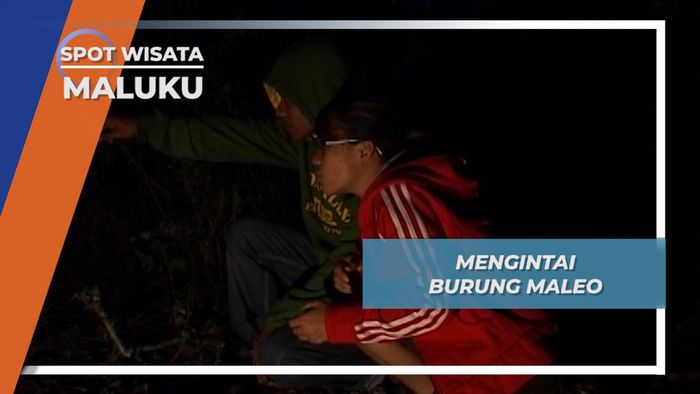 Mengintai Burung Maleo di Malam Hari, Maluku