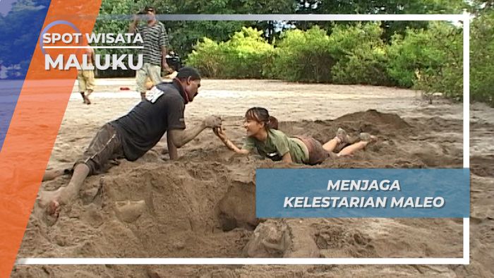 Peraturan Adat Seputar Burung Maleo, Untuk Melindungi Kelestariannya, Maluku