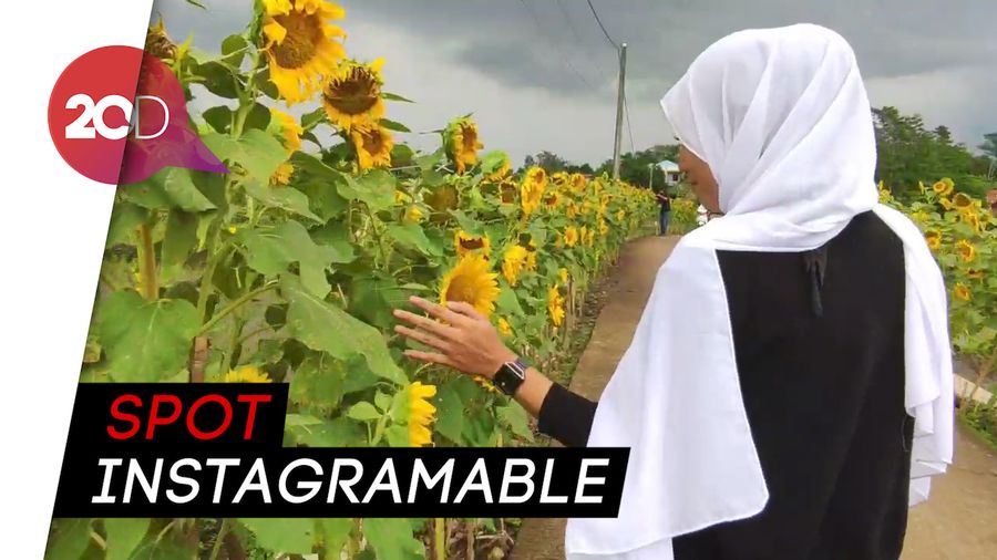 Menikmati Indahnya Kampung Bunga Matahari di Cianjur