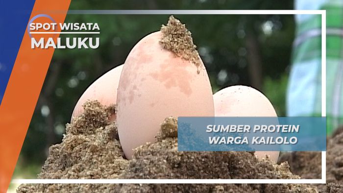 Telur Burung Maleo, Sumber Protein Warga Kailolo, Maluku