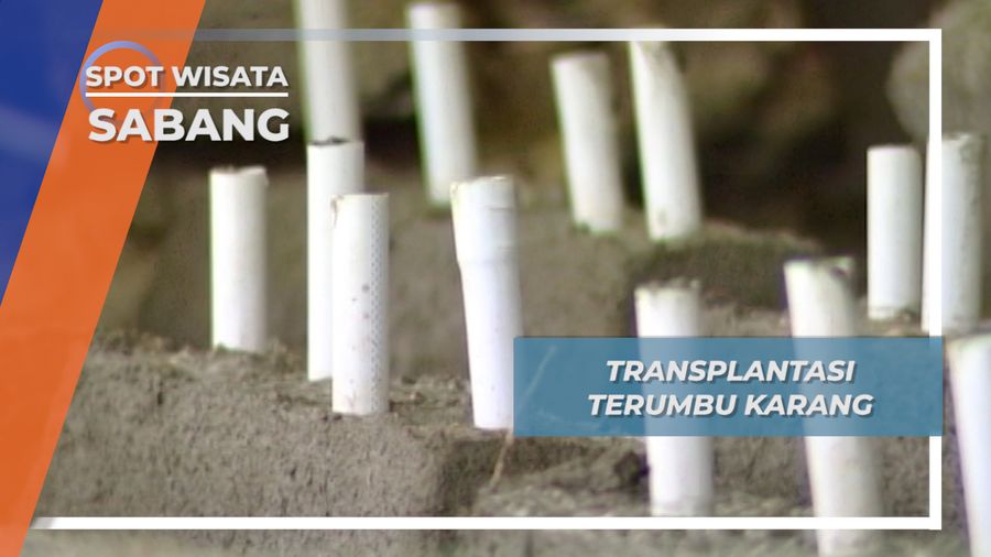 Transplatasi Terumbu Karang, Cara Untuk Menyelamatkan Habitat Bawah Laut, Sabang