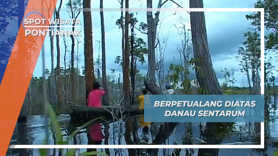 Menyusuri Danau Sentarum Mencari Kulan, Bahan untuk Membuat Anyaman, Pontianak