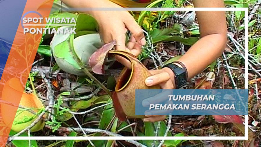 Kantong Semar, Tumbuhan Pemakan Serangga, Pontianak