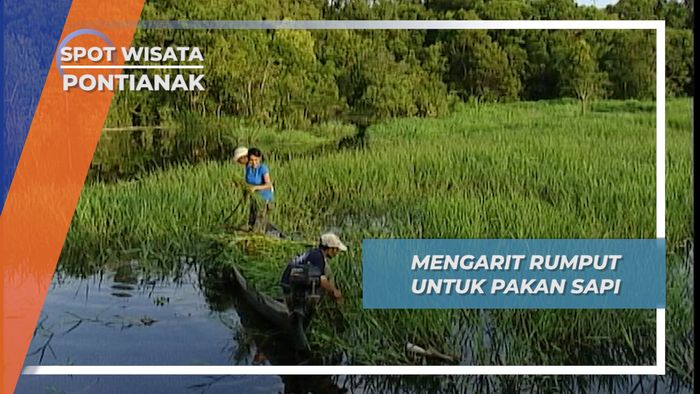 Umpai Betung, Rumput yang Membuat Sapi Menjadi Gemuk, Pontianak