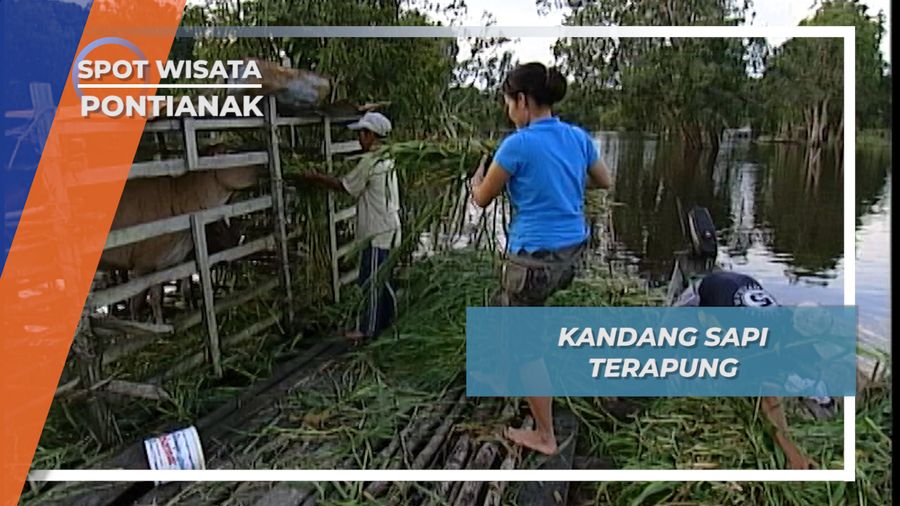 Sapi Penghuni Danau yang Tinggal di Atas Kandang Terapung, Pontianak