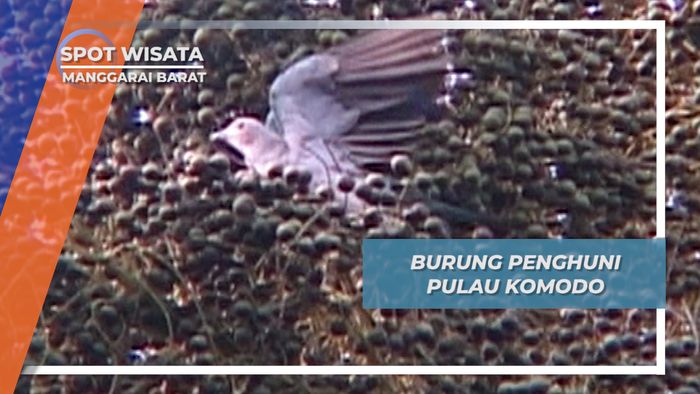 Siulan Kucing ala Elang Bondol di Habitat Alami Pulau Komodo, Manggarai Barat