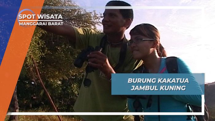 Kakatua Jambul Kuning, Si Cantik Putih Berjambul Dari Pulau Komodo, Manggarai Barat
