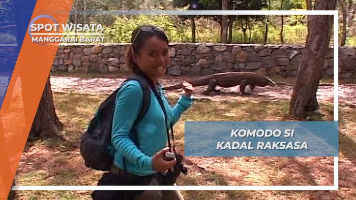 Komodo Dragon, Reptil Raksasa Penghuni Pulau di Manggarai Barat