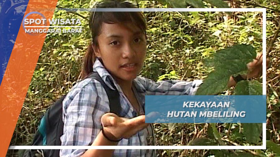 Aneka Tanaman Obat Alami, Kekayaan Flora Hutan Mbeliling, Manggarai Barat