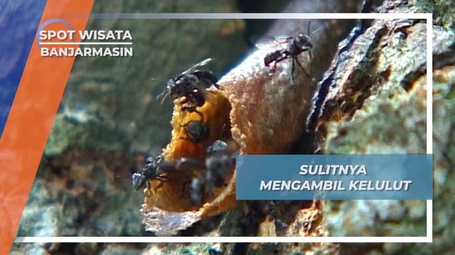 Sulitnya Mengambil Kelulut, Banjarmasin