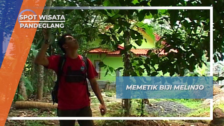 Melinjo Pandeglang, Buah Yang Membuat Kecamatan Menes Banten Terkenal