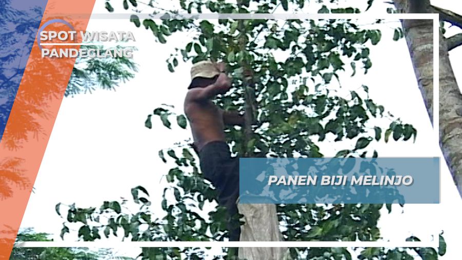 Panen Tanaman Berkelamin Dua, Buah Melinjo Menes Pandeglang