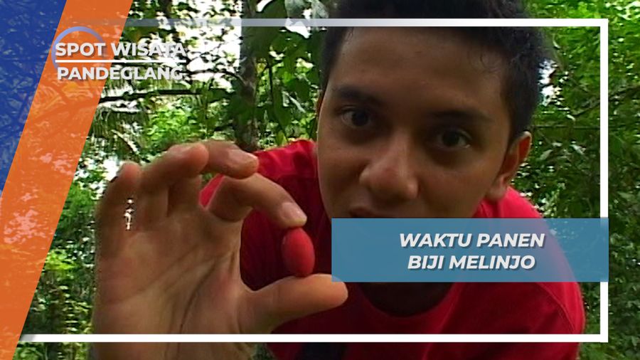 Bak Hujan Jatuh, Saat Waktu Panen Biji Melinjo Menes Pandeglang