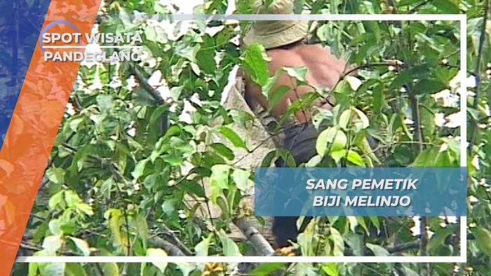 Pak Udin, Resiko Tinggi Sang Pemetik Melinjo Menes Pandeglang Banten