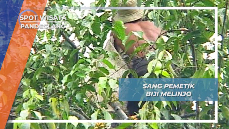 Pak Udin, Resiko Tinggi Sang Pemetik Melinjo Menes Pandeglang Banten