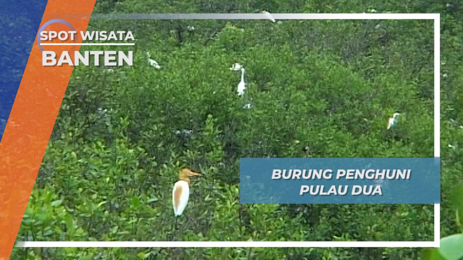 Surga Burung Penghuni Pulau Dua Banten