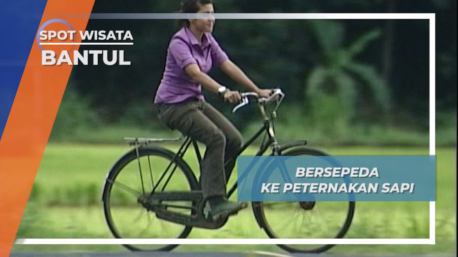 Bersepeda Jengki ke Peternakan Sapi Piyungan Bantul Yogyakarta