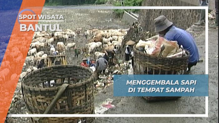 Menggembala Sapi di Tempat Penampungan Sampah, Piyungan Bantul