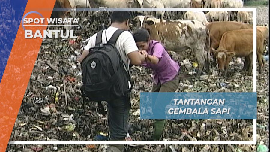 Selain Bau Sampah, Jangan Sampai Diseruduk Sapi Menyusui di Piyungan Bantul