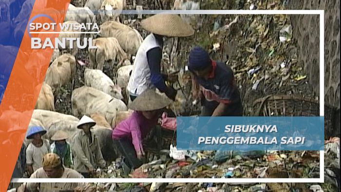 Berebut Rejeki Sapi dan Pengepul di Tempat Pembuangan Akhir Piyungan Bantul
