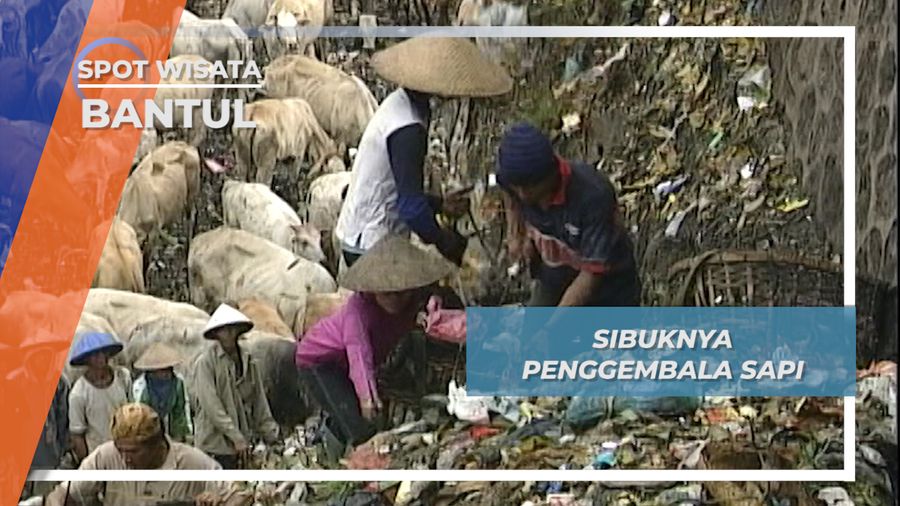 Berebut Rejeki Sapi dan Pengepul di Tempat Pembuangan Akhir Piyungan Bantul