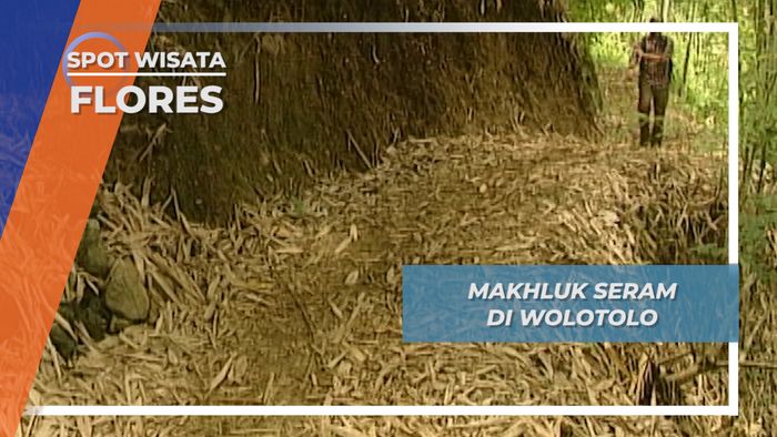 Mencari Belut Sakti, Makhluk Seram di Desa Wolotolo Flores