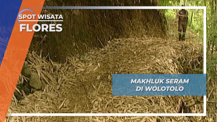 Mencari Belut Sakti, Makhluk Seram di Desa Wolotolo Flores