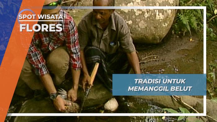 Memberi Ayam, Memanggil si Mahluk Seram Wolotolo Flores