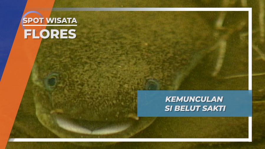 Munculannya Si Belut Sakti Wolotolo Flores