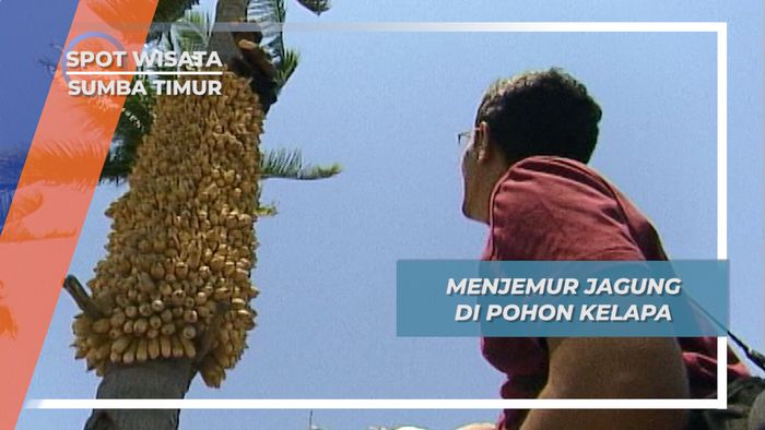 Mengantung Jagung Selama Tiga Bulan  Di Pohon Kelapa Waingapu Sumba Timur
