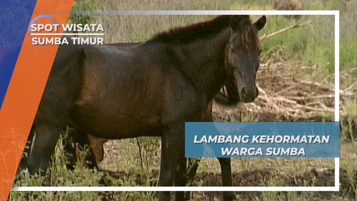 Kuda Liar Sumba, Simbol Kehormatan, Gengsi dan Keperkasaan Warga