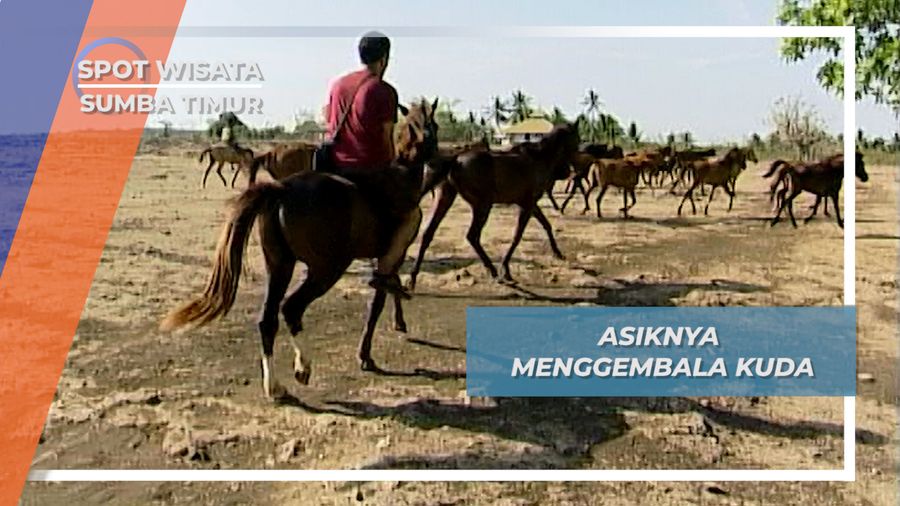 Menggembala Kuda Liar di Padang Kering Waingapu Sumba Timur