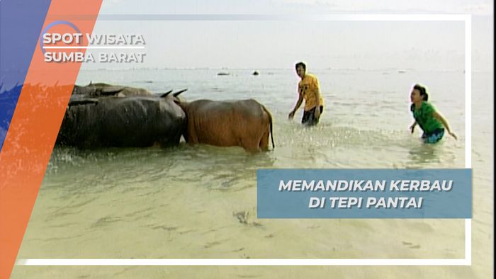 Memandikan Kerbau di Tepi Laut Pantai Marosi Sumba Barat