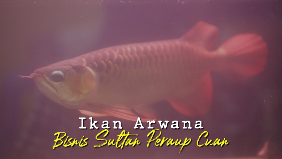 Bisnis ikan Arwana, Ikan Sultan Penghasil Cuan